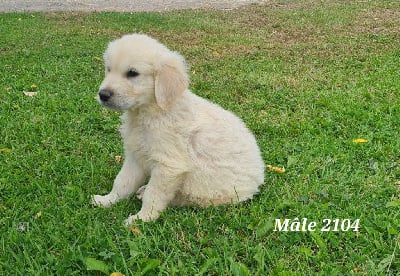 Les chiots de Golden Retriever