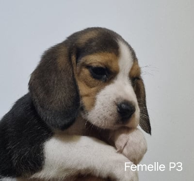 Les chiots de Beagle