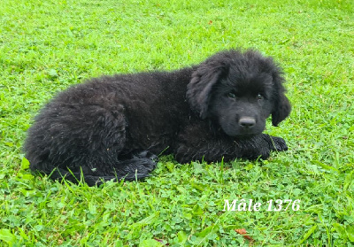 Les chiots de Terre-neuve