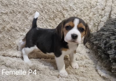 Les chiots de Beagle