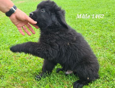 Les chiots de Terre-neuve