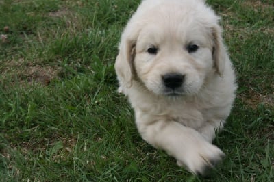 Les chiots de Golden Retriever