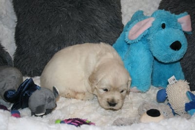 Les chiots de Golden Retriever