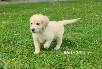 Les chiots de Golden Retriever