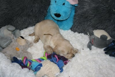 Les chiots de Golden Retriever