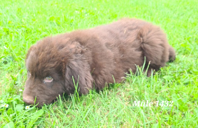 Les chiots de Terre-neuve