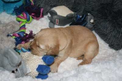 Les chiots de Golden Retriever