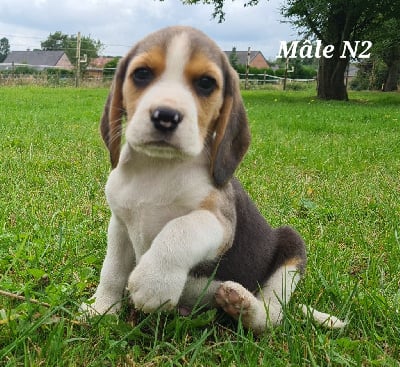 Les chiots de Beagle