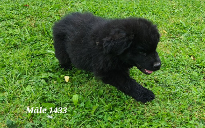 Les chiots de Terre-neuve