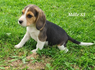 Les chiots de Beagle