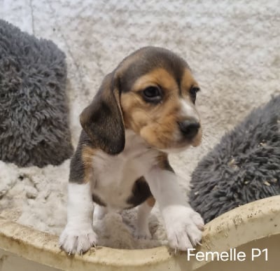 Les chiots de Beagle