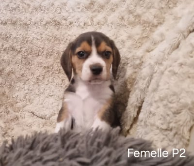 Les chiots de Beagle