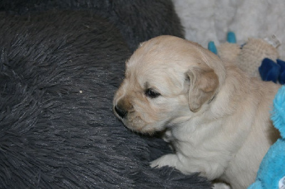 Les chiots de Golden Retriever