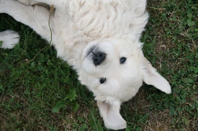 Les chiots de Golden Retriever