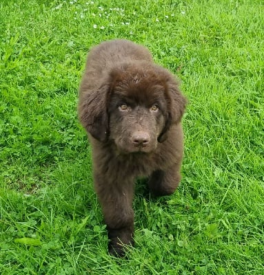 Les chiots de Terre-neuve