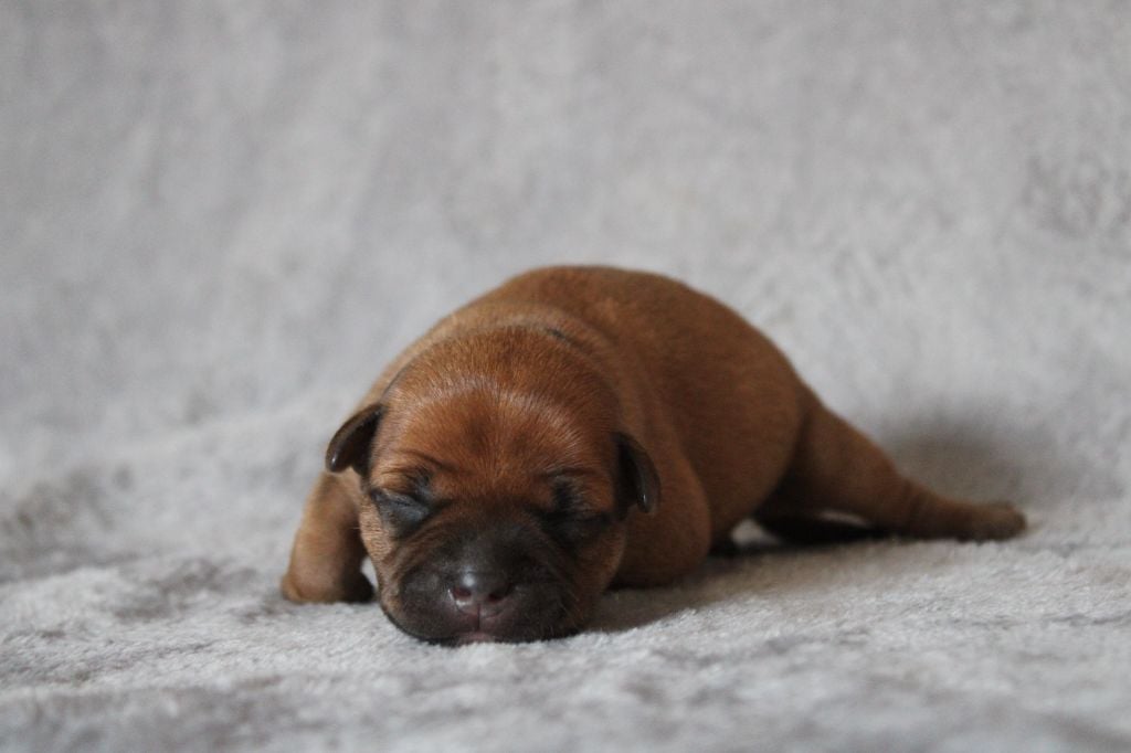 CHIOT COLLIER NOIR - Staffordshire Bull Terrier