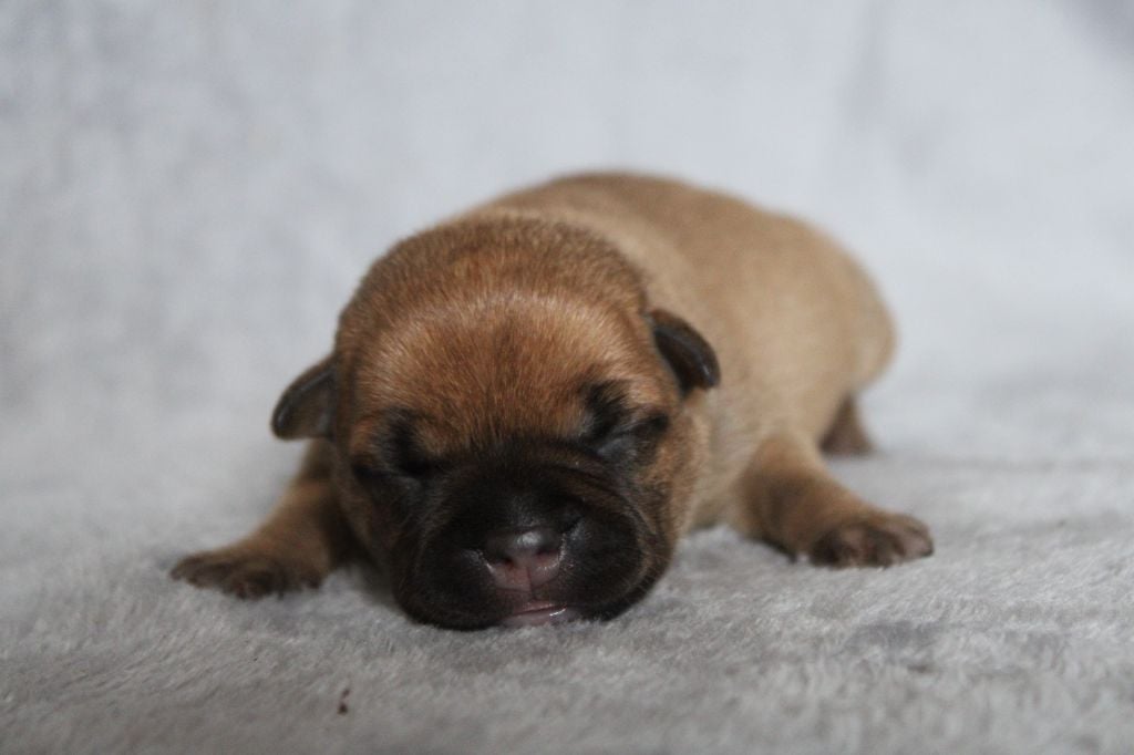 CHIOT COLLIER JAUNE - Staffordshire Bull Terrier