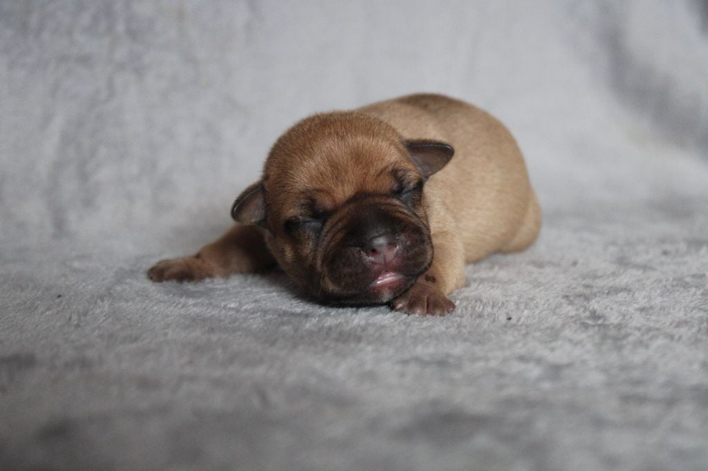 CHIOT COLLIER ROUGE - Staffordshire Bull Terrier