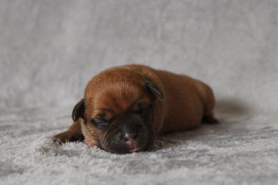 CHIOT COLLIER VERT - Staffordshire Bull Terrier