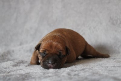 Les chiots de Staffordshire Bull Terrier