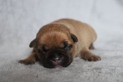 CHIOT COLLIER JAUNE - Staffordshire Bull Terrier