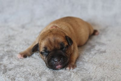 Les chiots de Staffordshire Bull Terrier