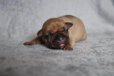 CHIOT COLLIER ROUGE - Staffordshire Bull Terrier