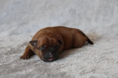 Les chiots de Staffordshire Bull Terrier