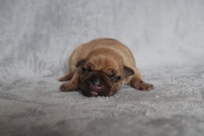 Les chiots de Staffordshire Bull Terrier