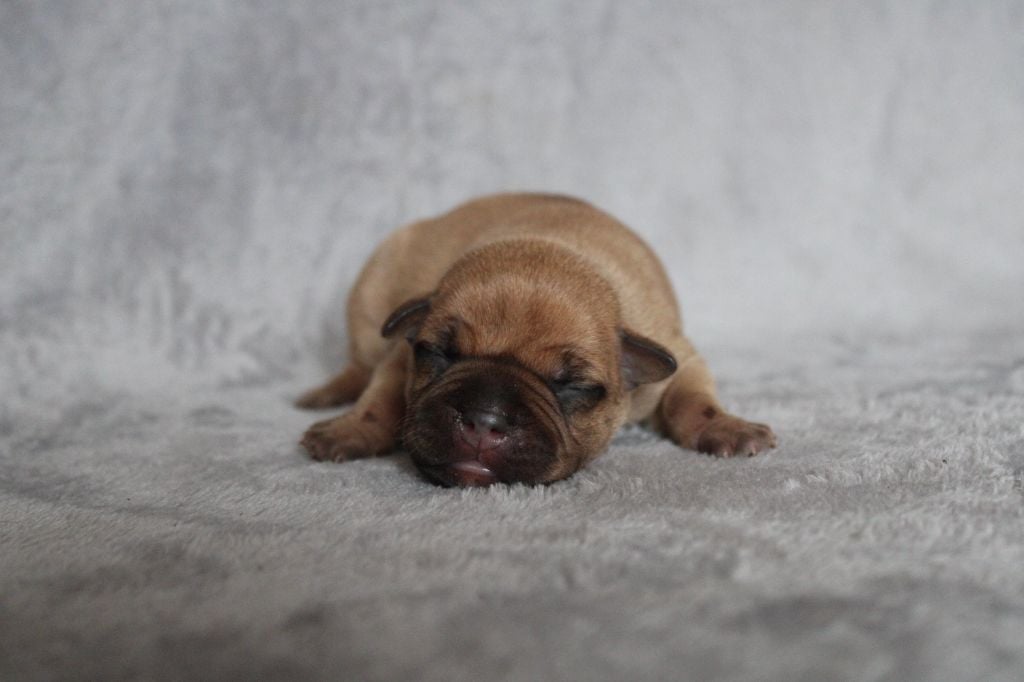 CHIOT COLLIER bleu pastel - Staffordshire Bull Terrier