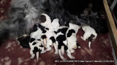 Les chiots de Cocker Spaniel Anglais