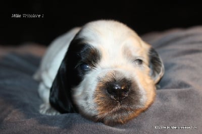 Les chiots de Cocker Spaniel Anglais