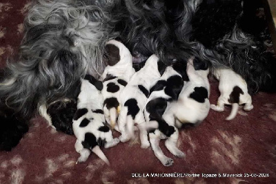 Les chiots de Cocker Spaniel Anglais