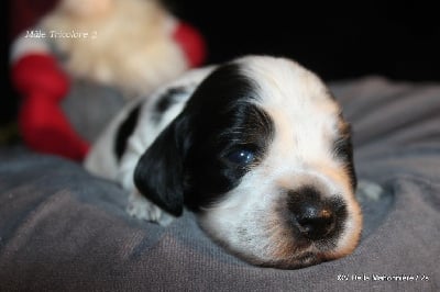 Les chiots de Cocker Spaniel Anglais