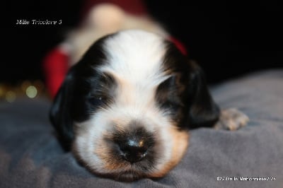 Les chiots de Cocker Spaniel Anglais