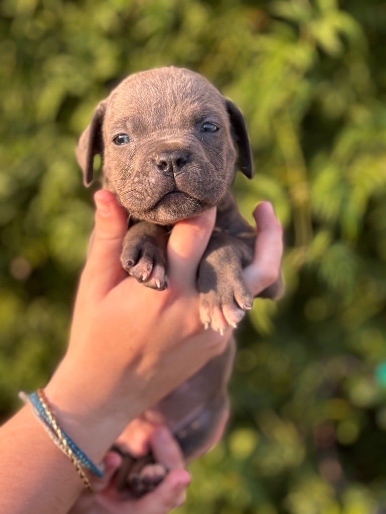 CHIOT - Cane Corso