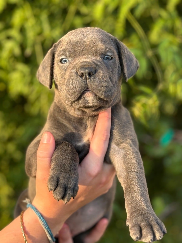 CHIOT - Cane Corso