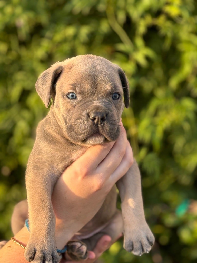 CHIOT - Cane Corso