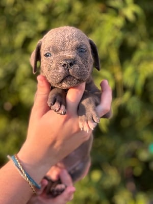 Les chiots de Cane Corso