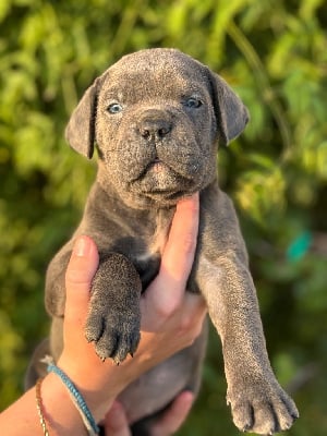 Les chiots de Cane Corso