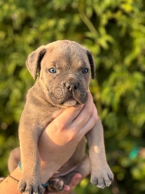 Les chiots de Cane Corso