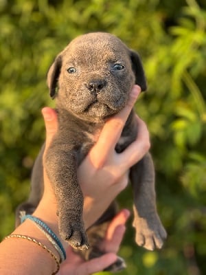 Les chiots de Cane Corso