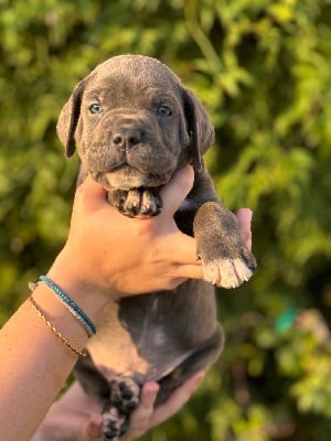 Les chiots de Cane Corso