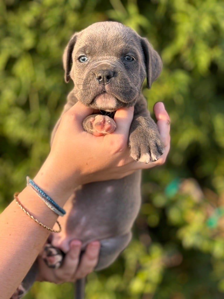 CHIOT - Cane Corso