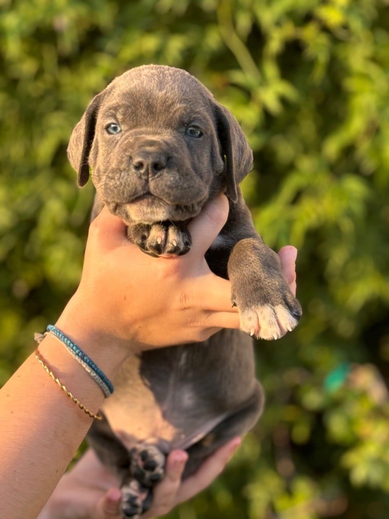 CHIOT - Cane Corso