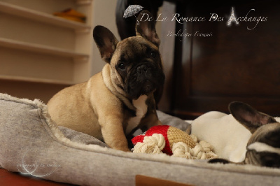 Les chiots de Bouledogue français