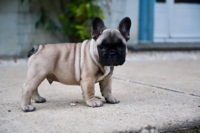 Les chiots de Bouledogue français