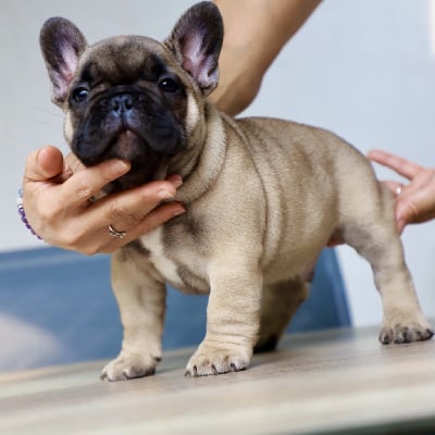 Les chiots de Bouledogue français