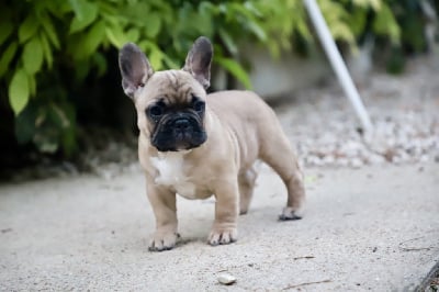 Les chiots de Bouledogue français