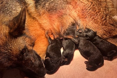 Les chiots de Berger Allemand